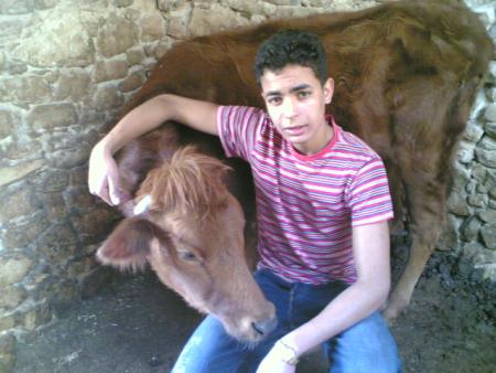 ma petit vache et moi